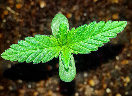 Young marijuana seed