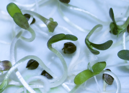 Como germinar sementes de maconha