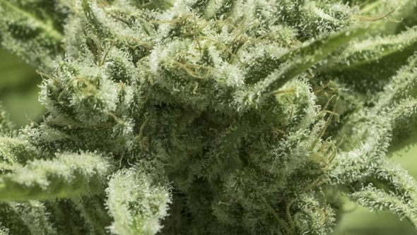 Furious Candy da Eva Seeds