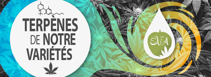 Terpenes Cannabis Eva Seeds